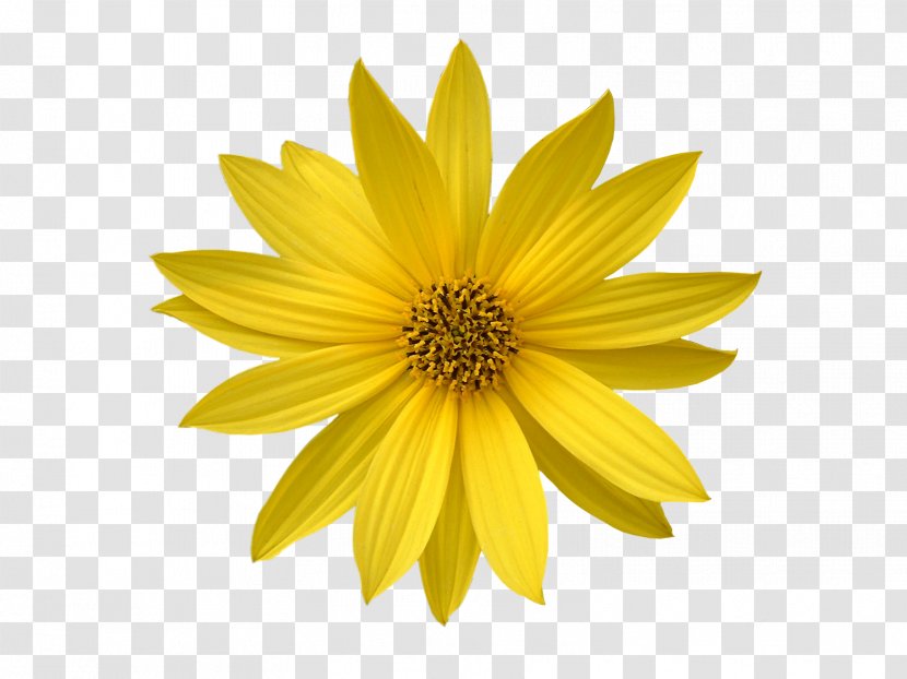 Book Publishing Information - Sunflower - Cosmos Flower Transparent PNG