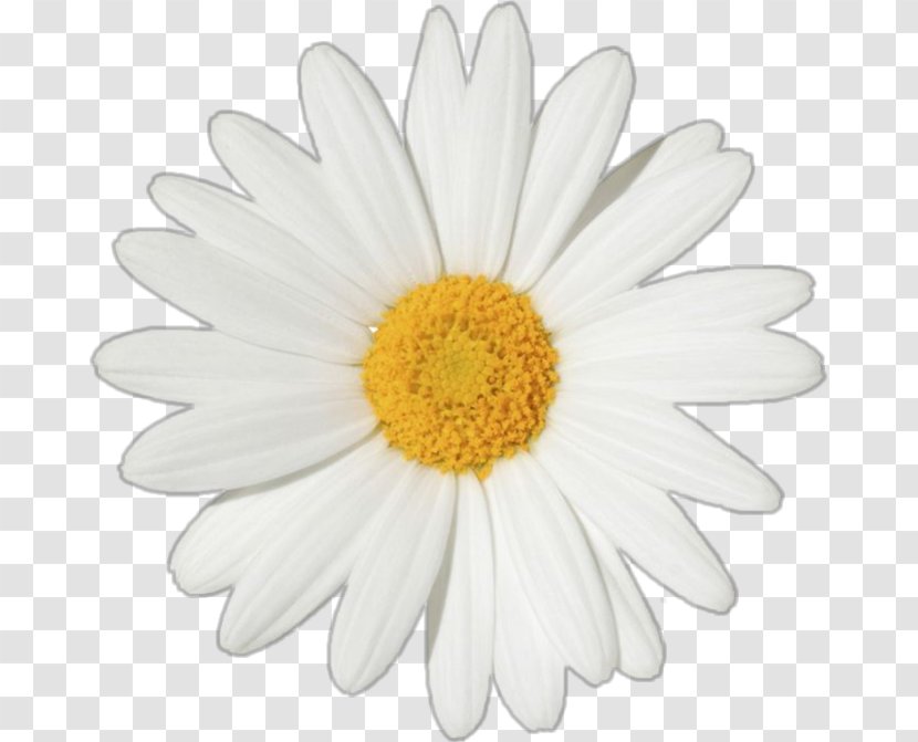 Common Daisy Oxeye Flower Clip Art Transvaal - Family Transparent PNG