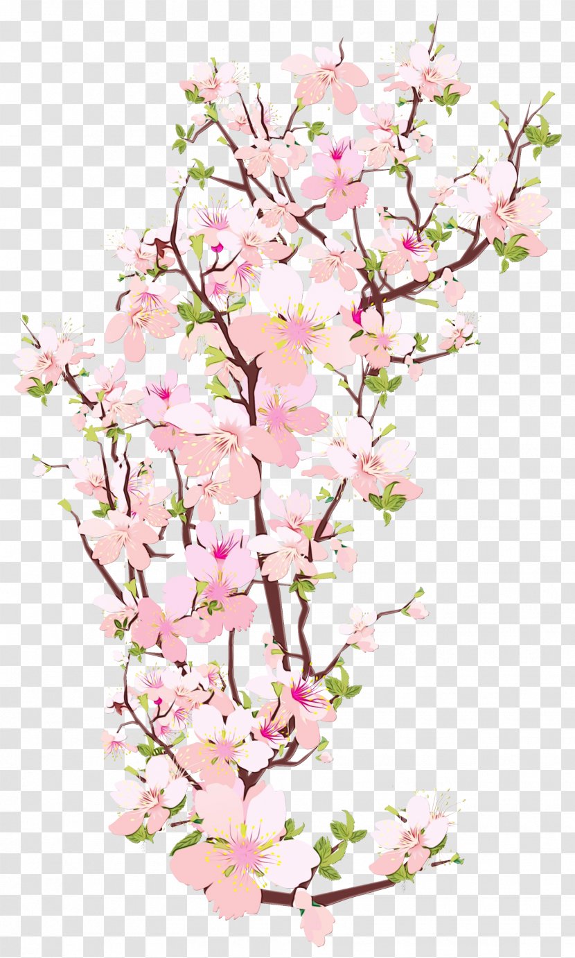 Cherry Blossom Tree Drawing - Twig Petal Transparent PNG