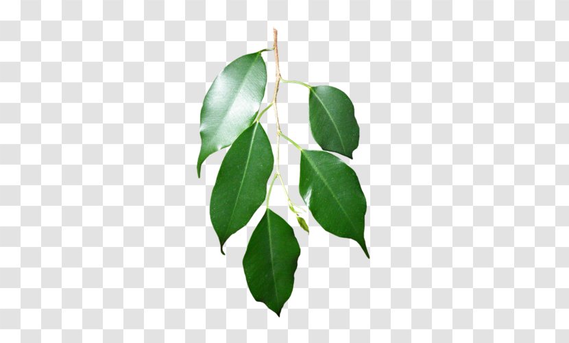Branch Leaf Swamp Spanish Oak Plant Stem - Twig Transparent PNG