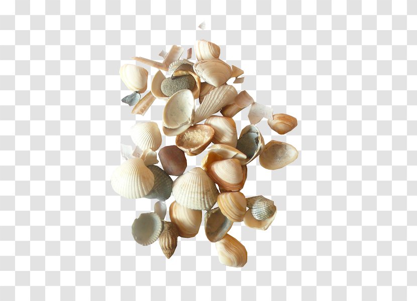 Cockle Seashell Clip Art Transparent PNG