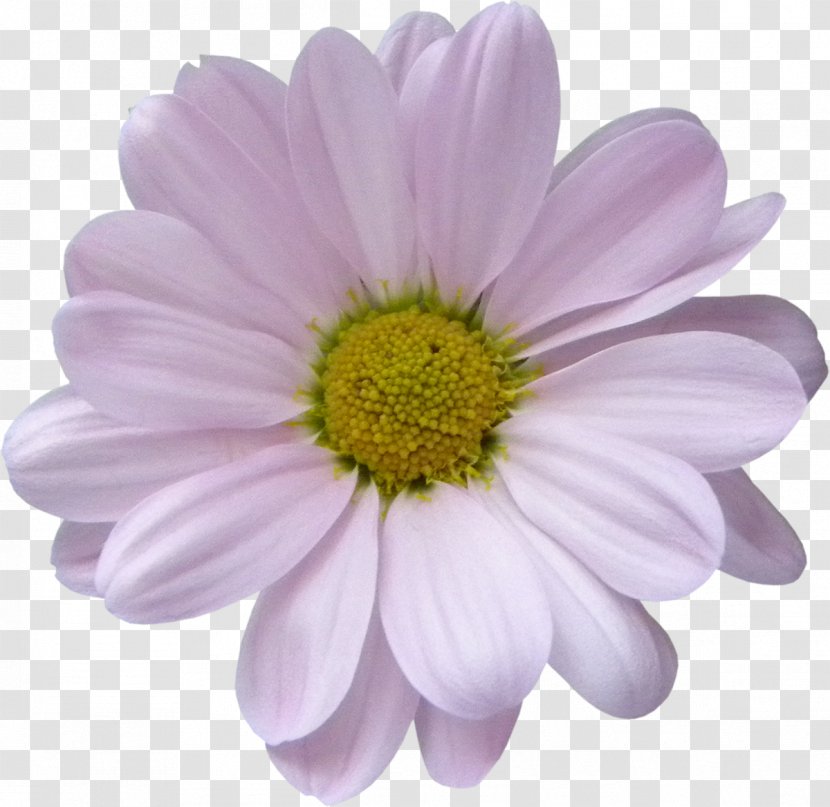 Lilac Violet Argyranthemum Frutescens Daisy Family Purple - Chrysanths - White Flower Transparent PNG