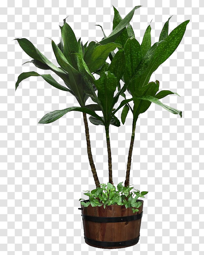 Houseplant Flowerpot Ornamental Plant - Three Iron Yemen Transparent PNG