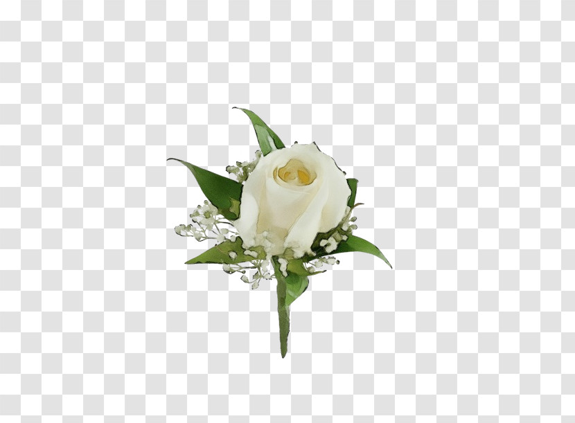 Rose Transparent PNG