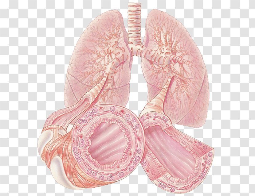 Asthma Allergy Inflammation Download - Lung - Austin Center Transparent PNG