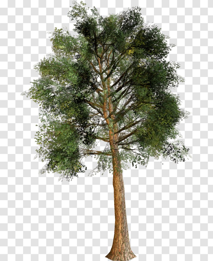 Trunk Fir Pine Cedar - Spruce - Tree Transparent PNG