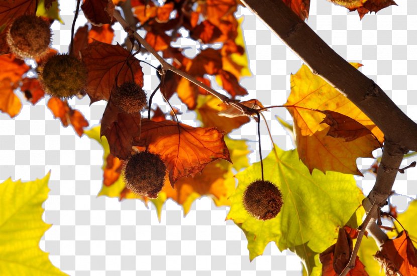 Firmiana Simplex Autumn Leaf Meteorology - Summer - Indus Leaves Free To Download Transparent PNG