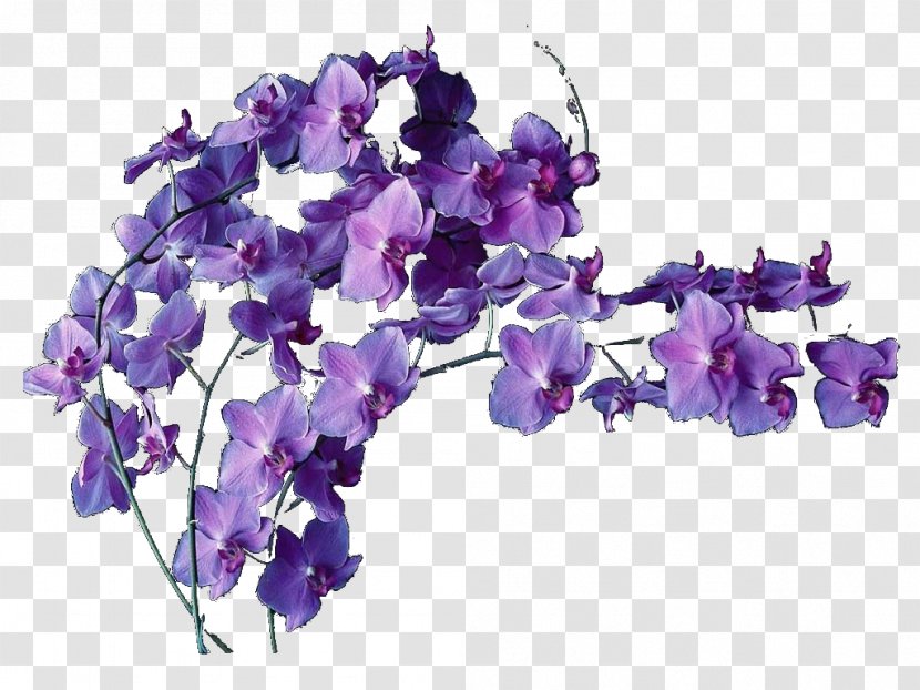 Cut Flowers Violet Flower Bouquet Floral Design - Flowering Plant Transparent PNG