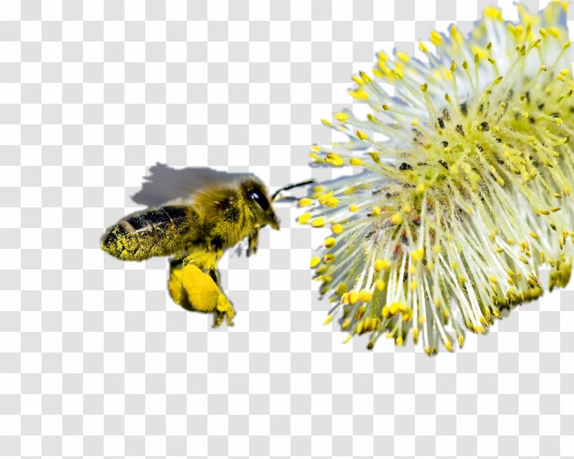 Honey Bee Bumblebee Comb Transparent PNG