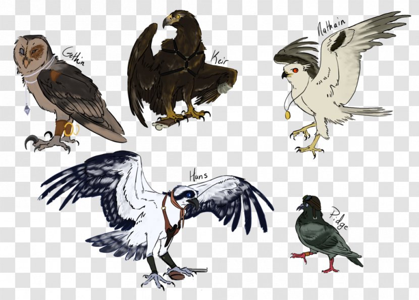 Bald Eagle Bird Hawk Vulture Drawing - Accipitriformes Transparent PNG