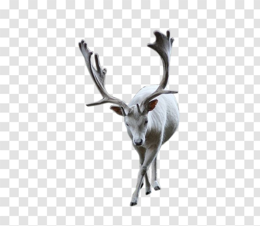 Reindeer Pxe8re Davids Deer - Horn Transparent PNG