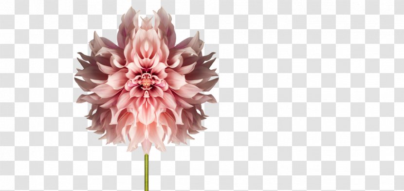 T/abor Art Nemo 33 Floral Design Das Weisse Haus - Floristry - Blume Transparent PNG
