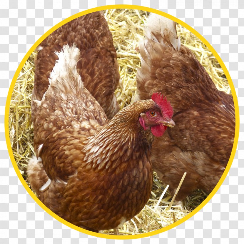 Pekin Chicken Poultry Hay Straw Cattle Feeding - Livestock - And Transparent PNG