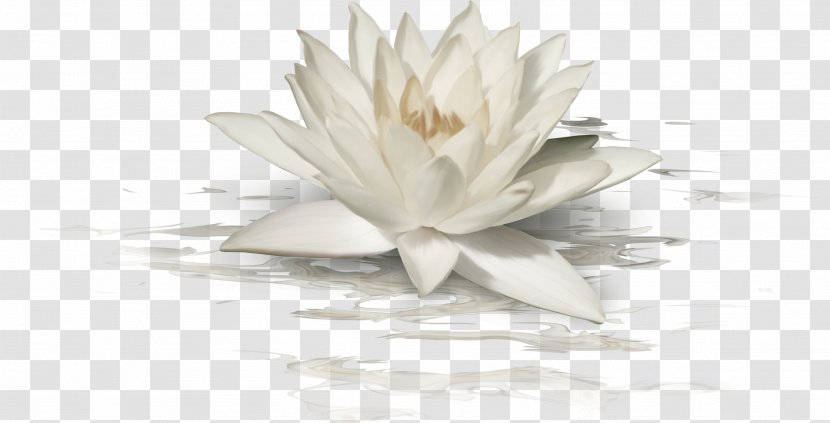 Nelumbo Nucifera White - Hand-painted Lotus Transparent PNG
