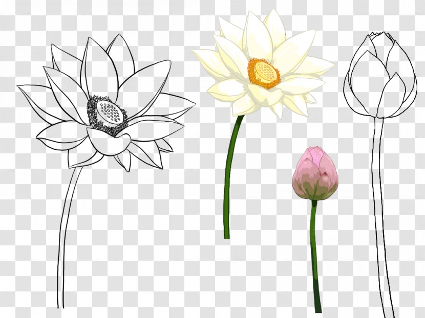 Nelumbo Nucifera Drawing Illustration - Plant - Hand-painted Lotus Transparent PNG