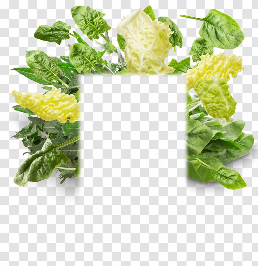 Romaine Lettuce Vegetarian Cuisine Spring Greens Cruciferous Vegetables Rapini - Verdure Insignia Transparent PNG