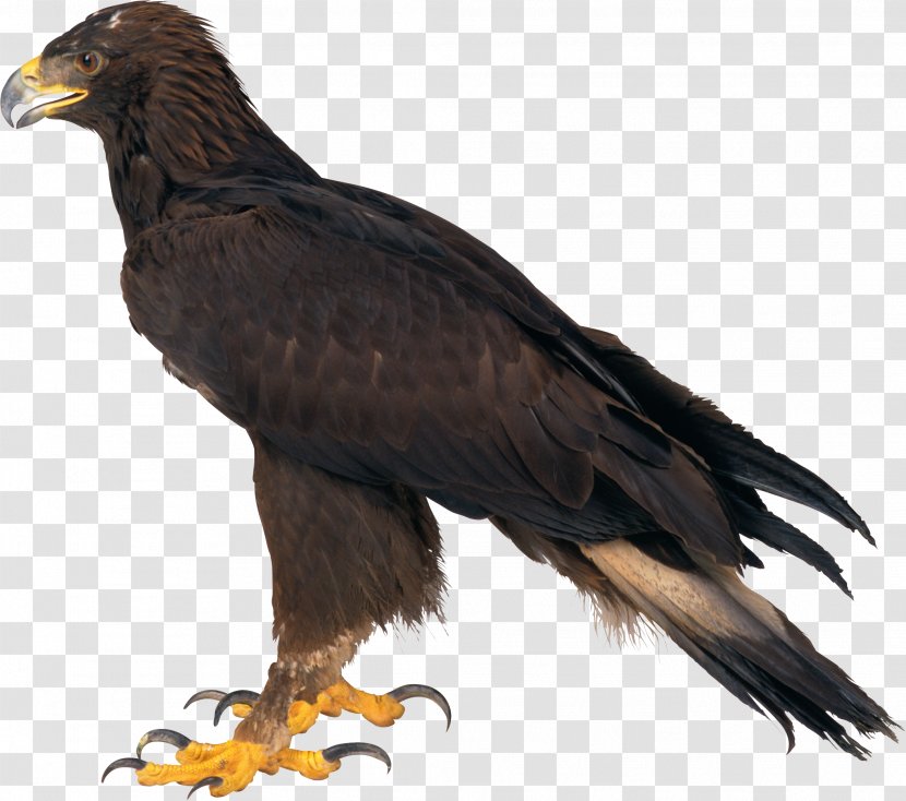 Bald Eagle - Fauna - Image, Free Download Transparent PNG