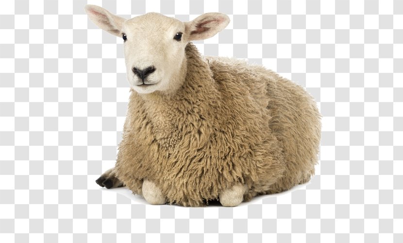 Sheep Farming Cattle Stock Photography Royalty-free Transparent PNG