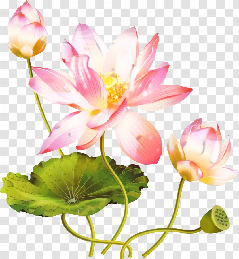 Nymphaea Nelumbo Flower Trefoil Plants Water Lilies - Plant - Wildflower Transparent PNG