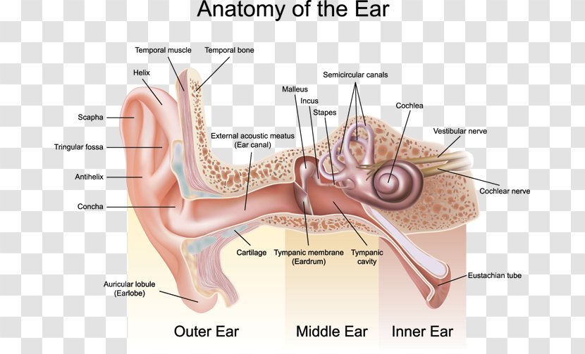 Outer Ear Anatomy Auricle Middle - Cartoon - Human Transparent PNG