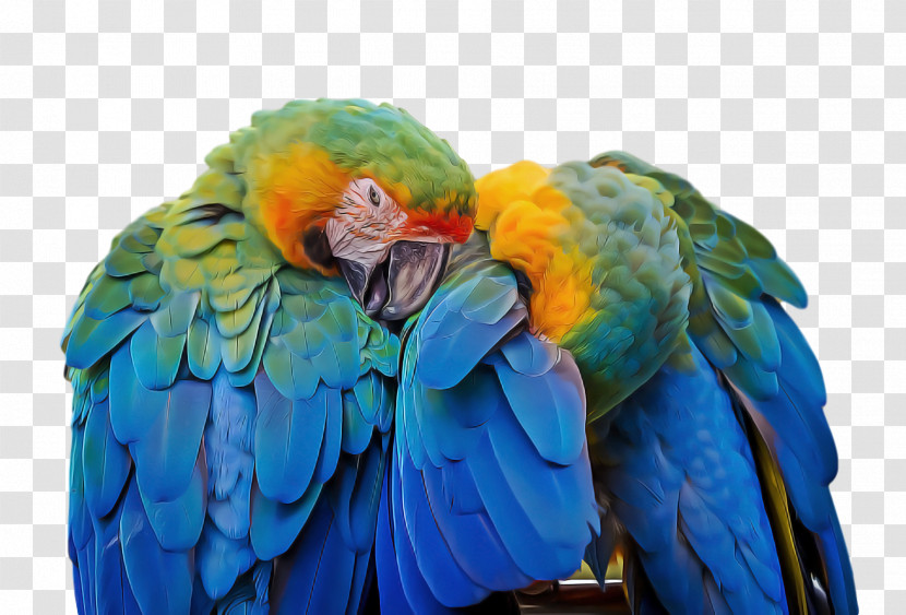 Lovebird Transparent PNG