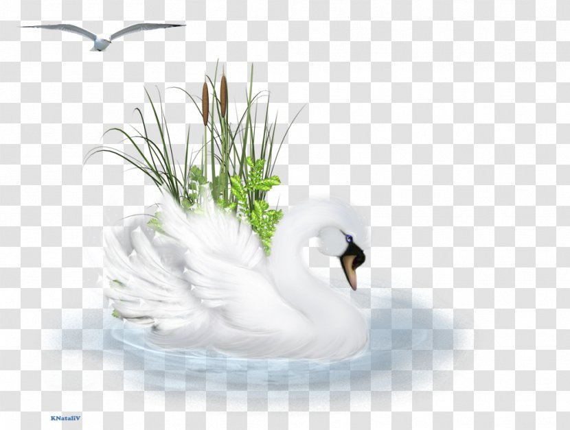 Cygnini Duck Desktop Wallpaper Fauna Computer Transparent PNG