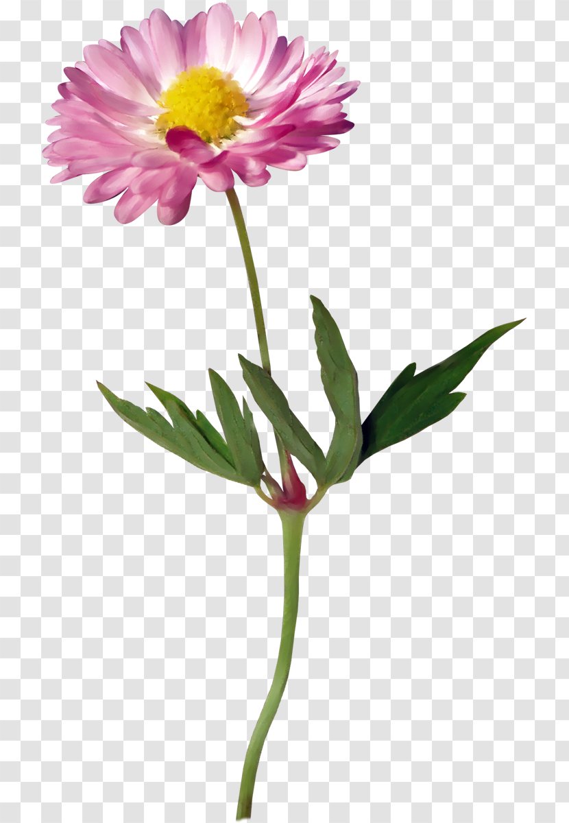 Clip Art Flower GIF Common Daisy Transparent PNG