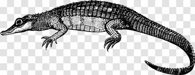 Crocodile Alligator Caiman Clip Art - Crocodilia Transparent PNG