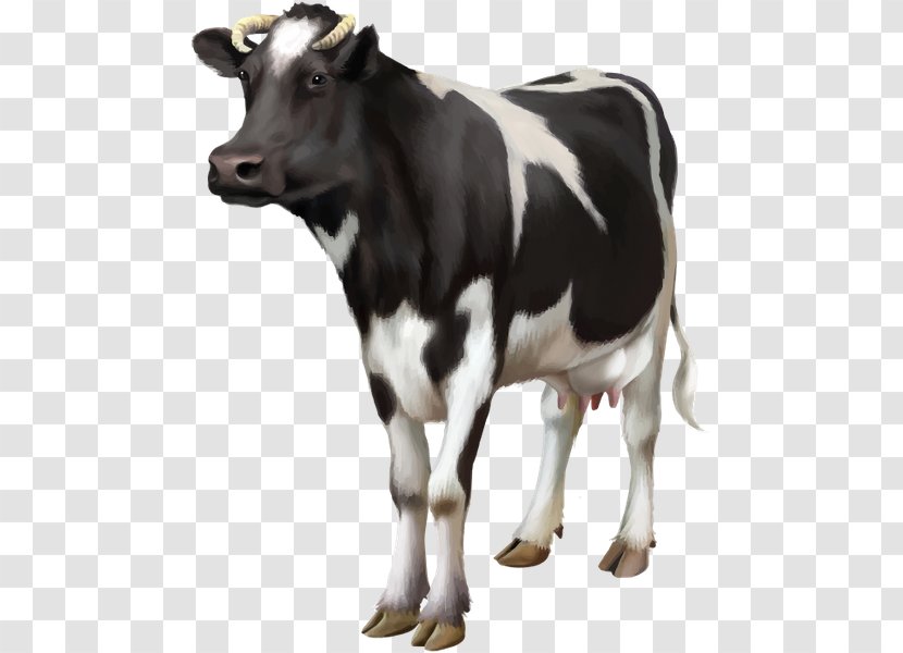 Guernsey Cattle Livestock Dairy Bull - Cow Transparent PNG