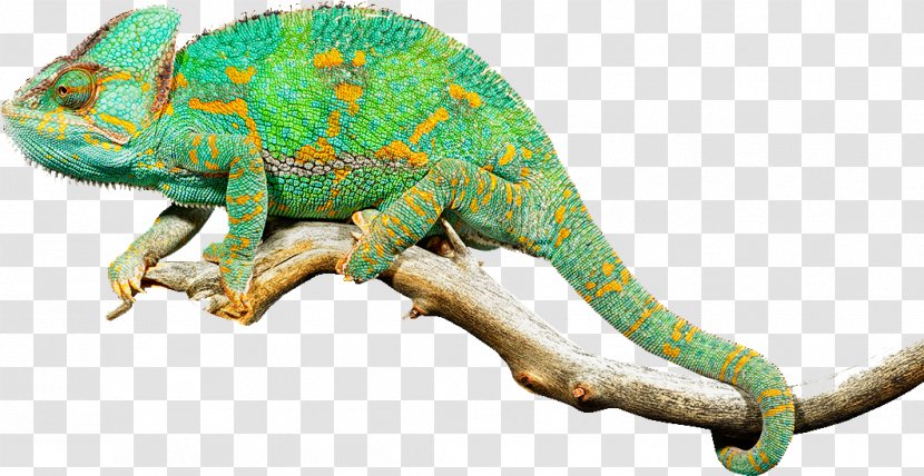 Chameleons Lizard Reptile Iguanas - Claw - Rainforest Ecosystem Chameleon Transparent PNG
