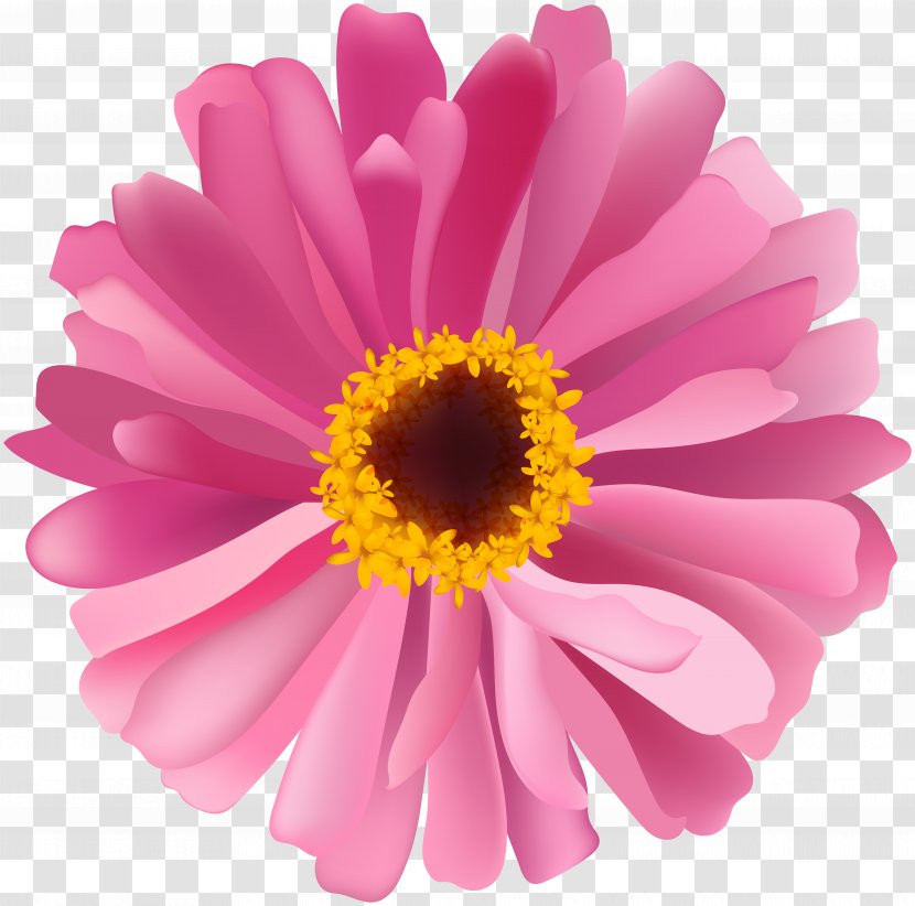 Transvaal Daisy Chrysanthemum Marguerite Family Aster - Annual Plant - Flowers Pink Transparent PNG