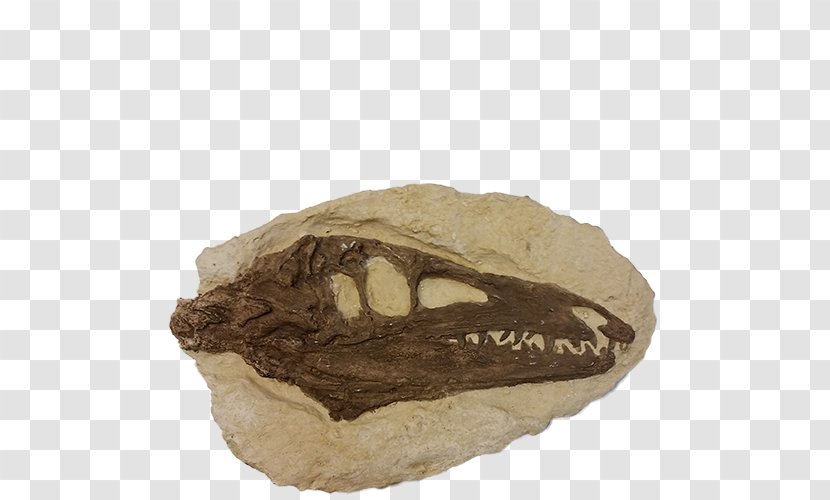 Mineral Jaw Fossil Group Transparent PNG