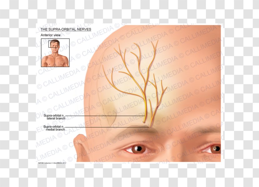 Eyebrow Supraorbital Nerve Artery Anatomy - Skin - Eye Transparent PNG