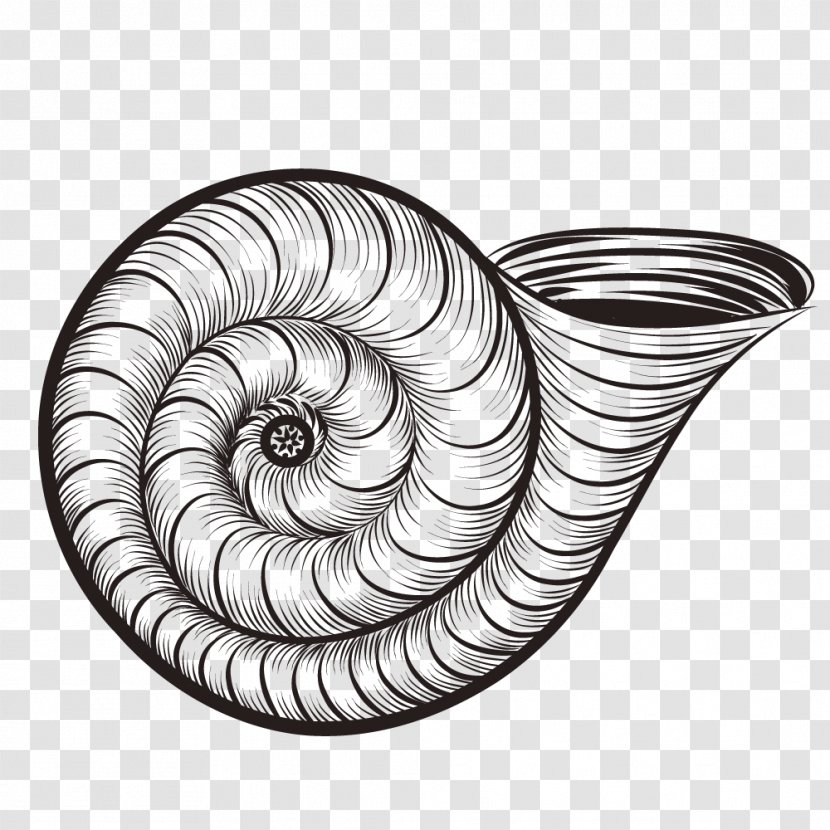 Caracol Seashell Euclidean Vector Snail - Hand-painted Exquisite Shell Transparent PNG