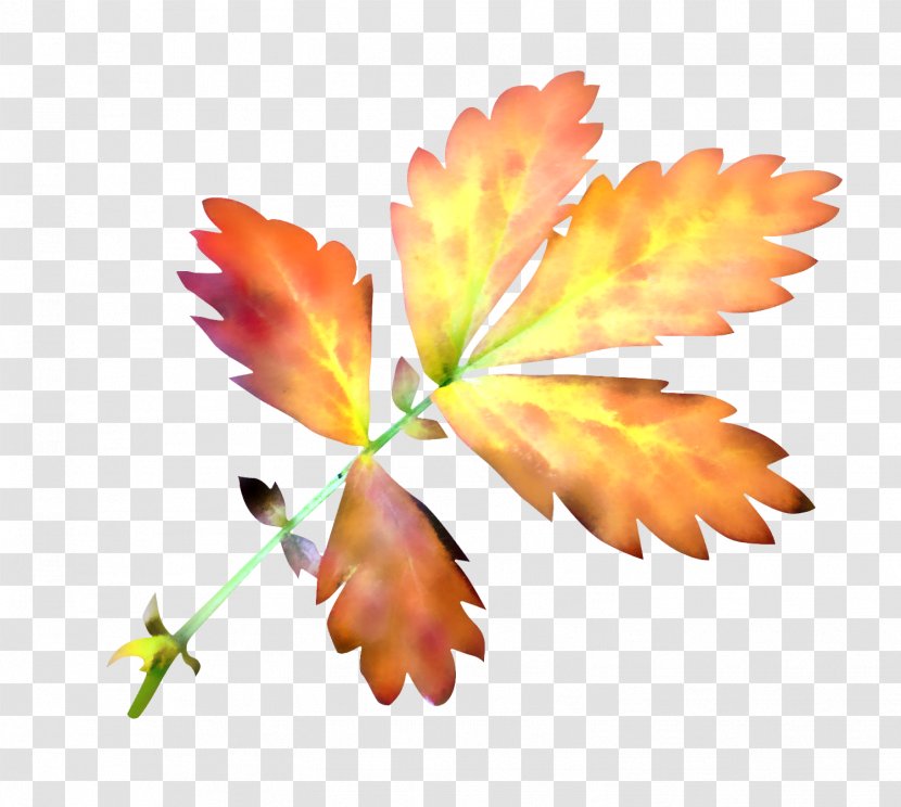 Maple Leaf Red - Autumn Transparent PNG