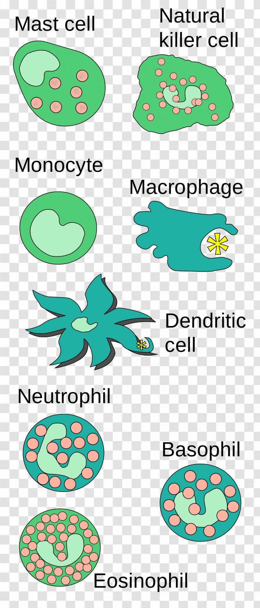 Innate Immune System Mast Cell Immunology - Green Transparent PNG