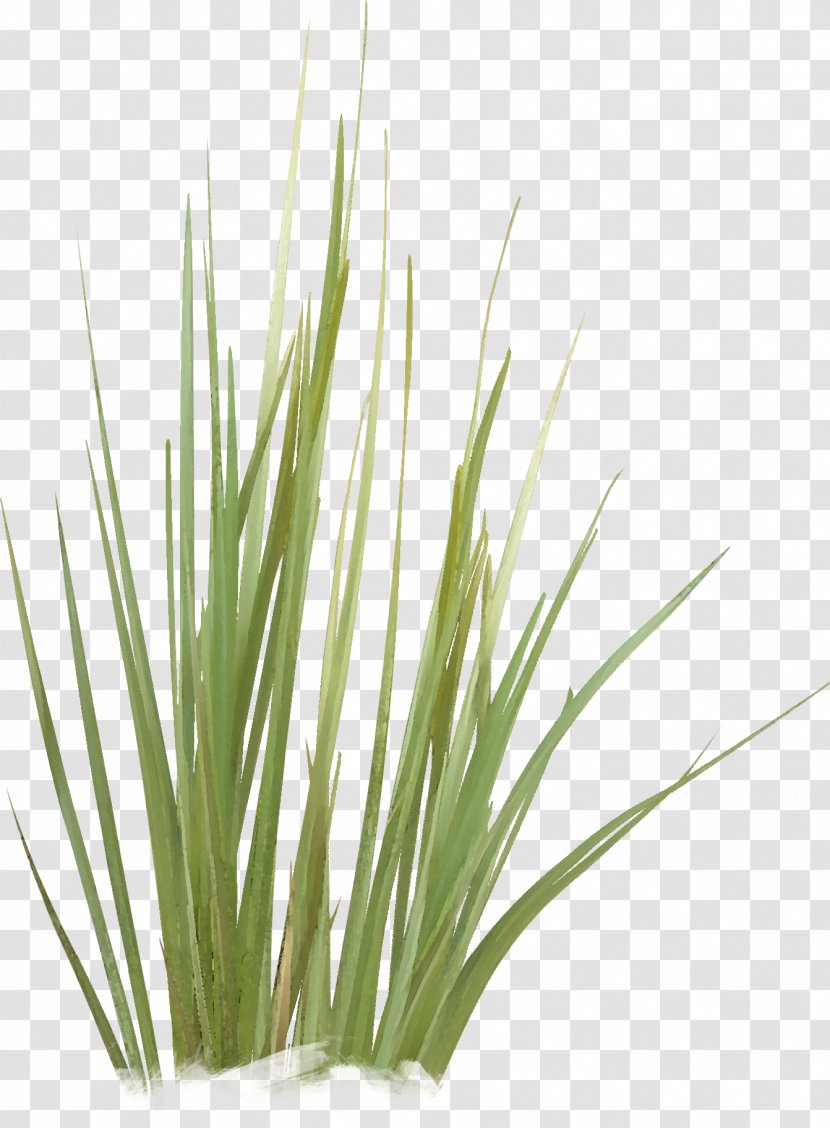 Green Grasses Plant Stem Family - Grass Transparent PNG