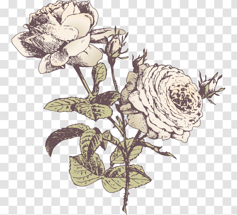 Three Flowers Three Roses Valentines Day Transparent PNG