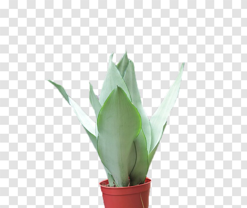 Tiger Picin Potted - Flower - Sansevieria Transparent PNG