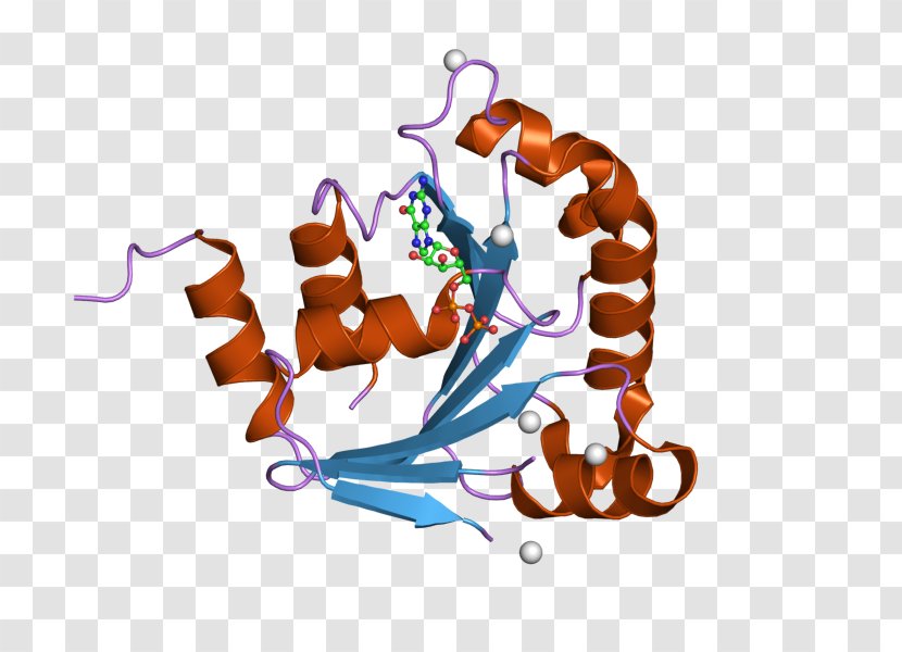 ARL8B ARL8A ADP Ribosylation Factor Human Protein - Adp Llc Transparent PNG