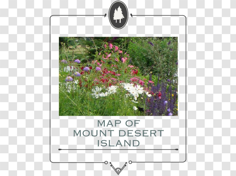 Garden Club Lawn Shrub Mount Desert - Meadow - Box Transparent PNG