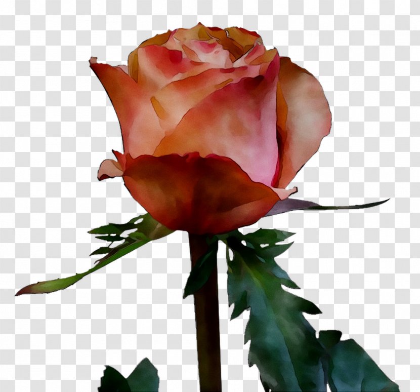 Garden Roses Cabbage Rose Floribunda Bud Cut Flowers - Hybrid Tea - Plant Stem Transparent PNG