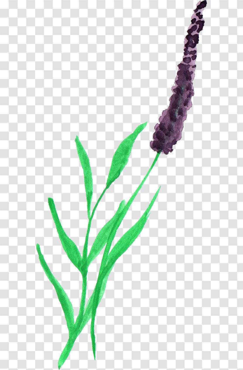 Watercolor Painting Lavender Plant - Aquarium Decor - Stem Transparent PNG