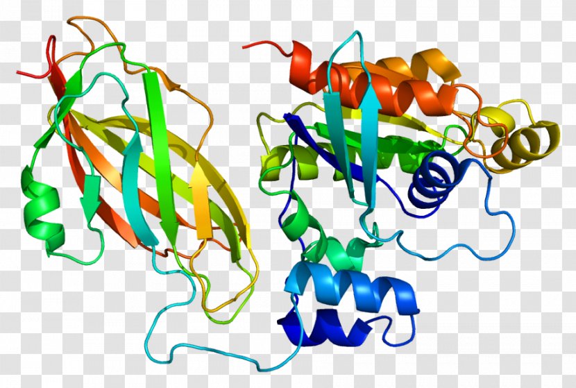 RAC1 Rho Family Of GTPases G Protein RAC2 - Food - Small Gtpase Transparent PNG
