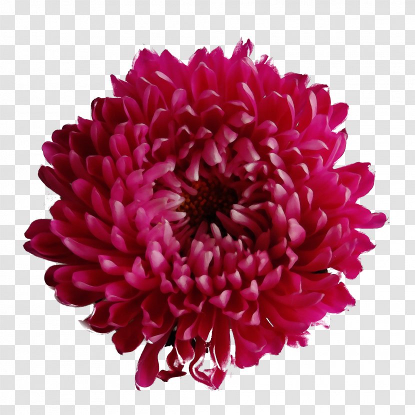Chrysanthemum Clip Art Transparency Flower - Chrysanths - Transvaal Daisy Transparent PNG