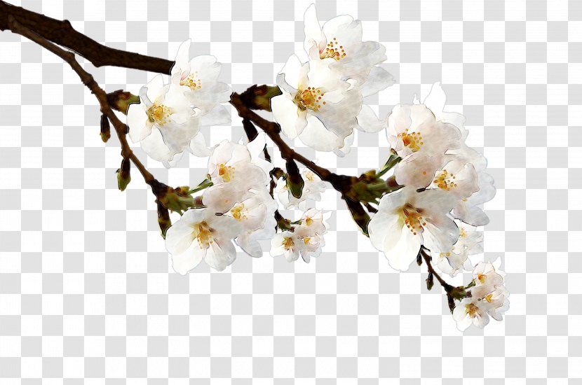 Grey Poster Television - Branch - Plum Flower Transparent PNG