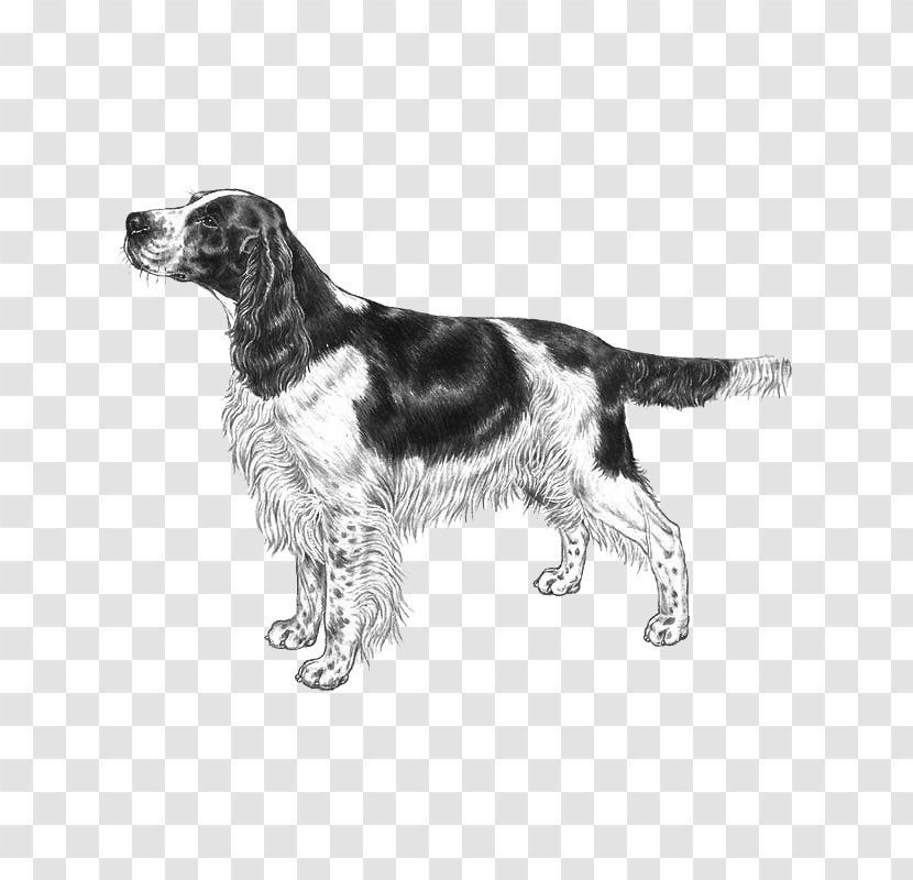 English Springer Spaniel Welsh Cocker American Water - Companion Dog Transparent PNG
