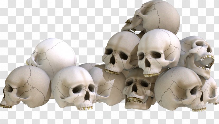 Skull Bone Skeleton - Jaw Transparent PNG