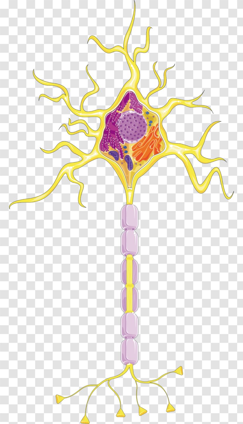 Neuron Cell Spinal Cord Neurotransmitter Nervous System - Frame - Neurons Transparent PNG