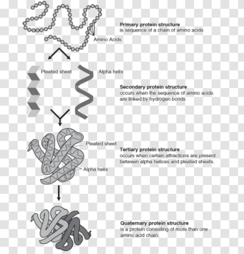 Protein Folding Structure Denaturation Translation - Area Transparent PNG